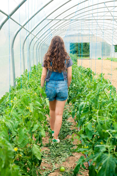 istock Farmers working in the greenhouse 1067432820