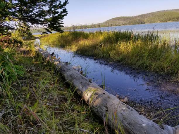 istock Yellowstone National Park 1067434364