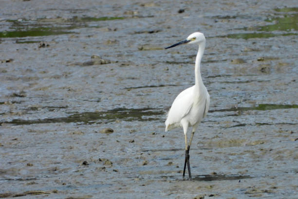 istock Egret, Egretta sacra - Hong Kong 1067434572