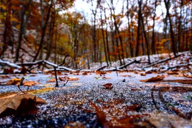 Fall leaves on the first ice in the Cuyahoga Valley National Park