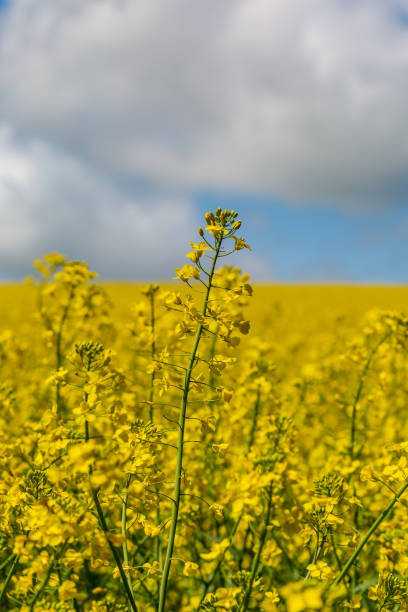 istock Canola/Oilseed Rape Flowers 1067435340
