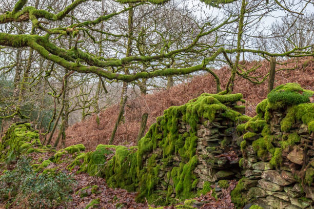 Old tree with fallow deers (Dama dama) in the background