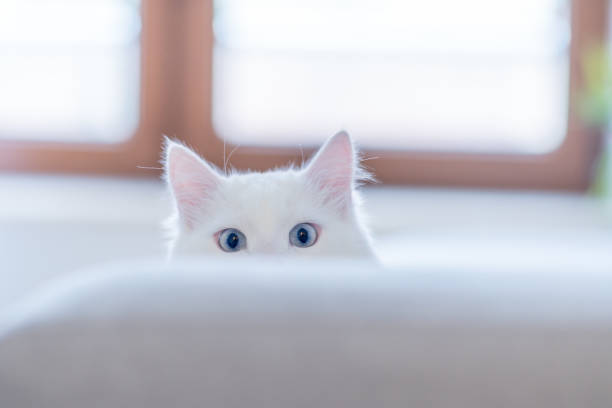 white cat stock photo