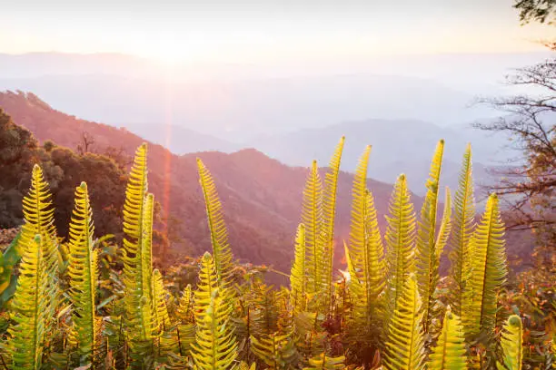 Photo of Beautiful time. Bright and colorful scenic landscape. Golden sunrise shines around the mountains and tropical forest, fresh fern foregrounds. Fantastic light in winter season. Doi Phu Kha National Park, Bo Kluea, Nan, Thailand. Warm tone. Beautiful lens f