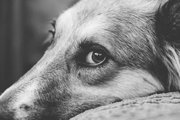 istock a dog in a bed natural light 1067437154
