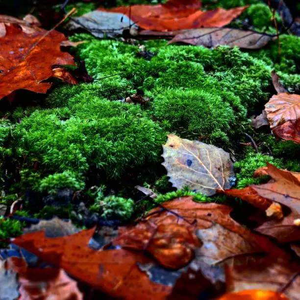 Moss growing in the fall in the national park