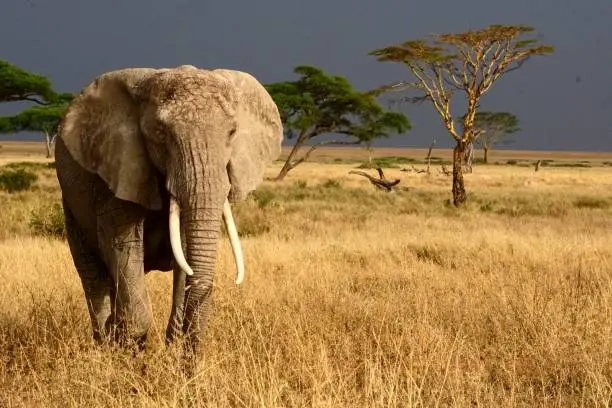 Elephant in the Serengeti National Park walking in front of a storm to a watering hole