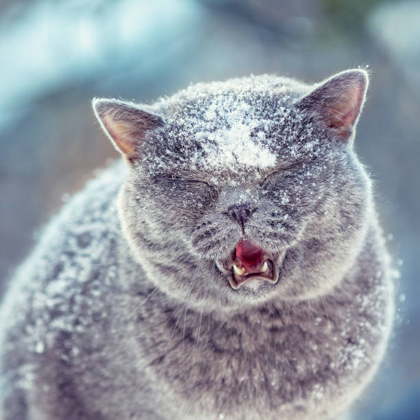 Sweet young adult solid British Shorthair cat lying up front view, isolated on white background. relaxes and yawning. shows it's pink tongue and teets. Domestic Cat, White Background, British Shorthair Cat, Cut Out