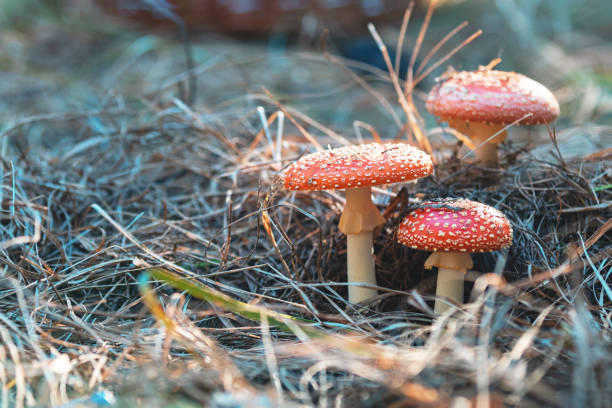 toxiques agaric de mouche / fly champignon amanite dans la forêt de pin central - mushroom fly agaric mushroom photograph toadstool photos et images de collection