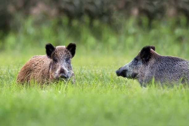 istock Wild boars in a clearing 1067440768