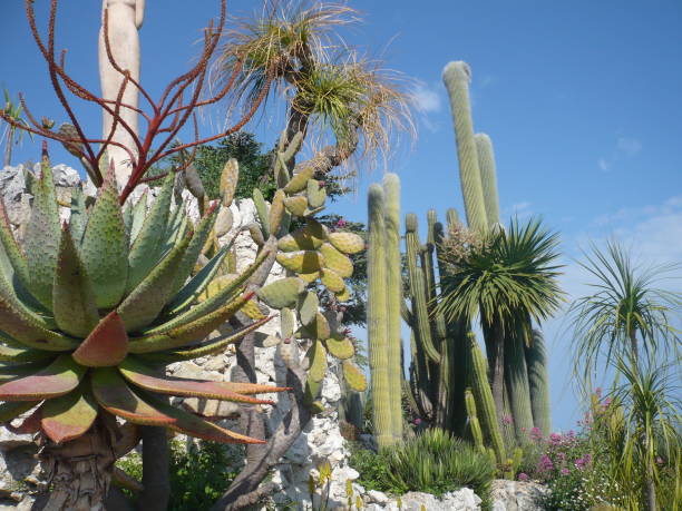 istock Many various cactuses of different size. Cultivation of cacti. 1067440844
