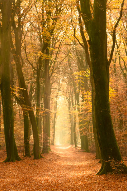 istock Path through a misty forest during a beautiful foggy autumn day 1067441266