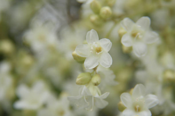 istock Beautiful small white flower blooming. 1067441312