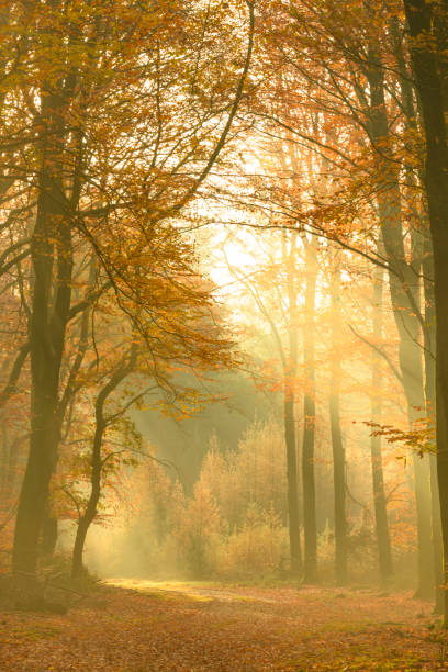 istock Path through a misty forest during a beautiful foggy autumn day 1067441394