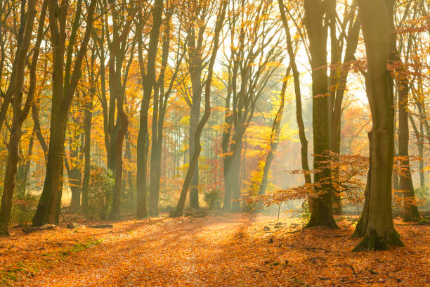 istock Path through a misty forest during a beautiful foggy autumn day 1067441452