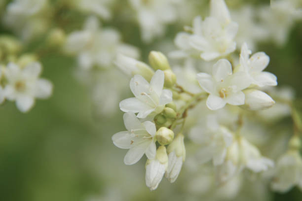 istock Beautiful small white flower blooming. 1067442720