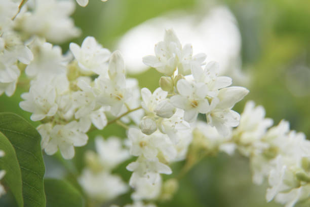 istock Beautiful small white flower blooming. 1067442780
