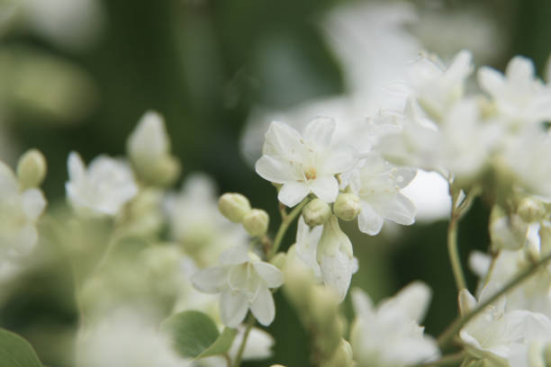 istock Beautiful small white flower blooming. 1067442788