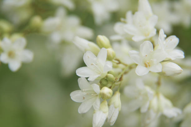 istock Beautiful small white flower blooming. 1067442804