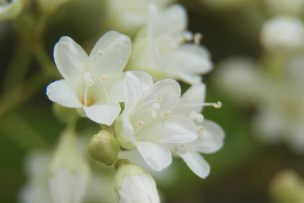 istock Beautiful small white flower blooming. 1067442864