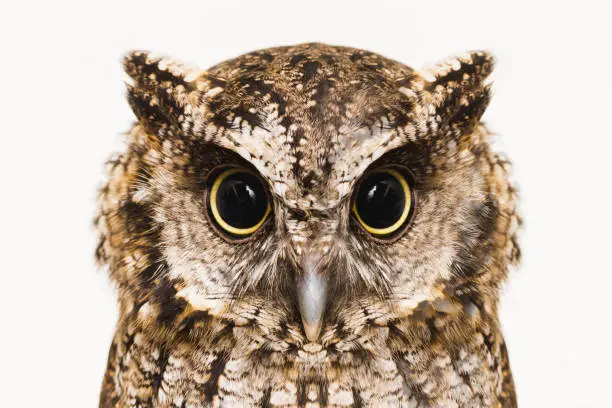 Photograph of Owl, in high resolution, isolated.
