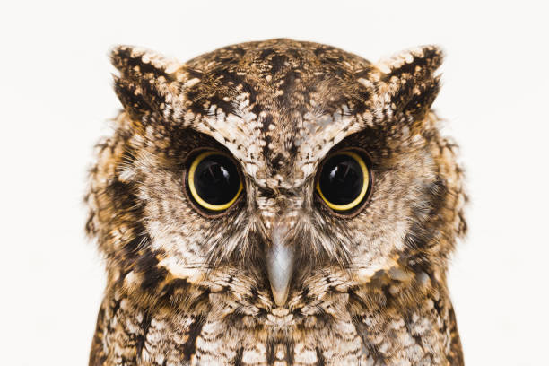 owl - animal eye bird nature animal head imagens e fotografias de stock