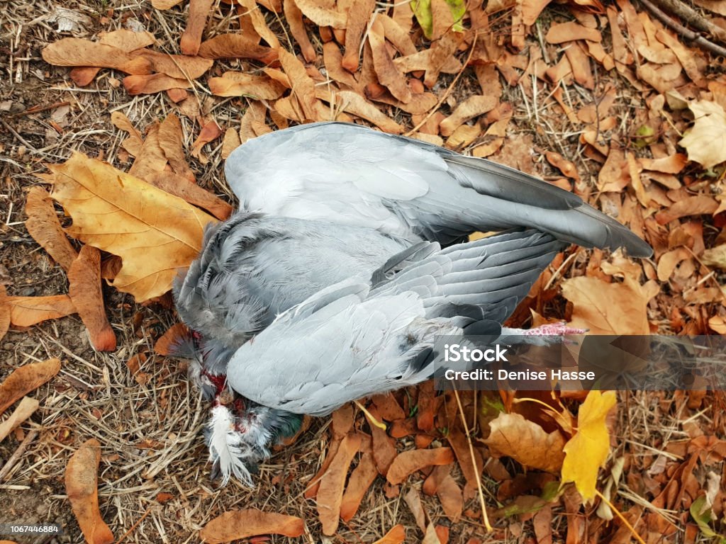 Dead Dove Bird Without A Head Stock Photo - Download Image Now - Animal, Animal Body, Animal Body Part - iStock Dead Dove Bird Without A Head Stock Photo - Download Image Now - Animal, Animal Body, Animal Body Part - iStock