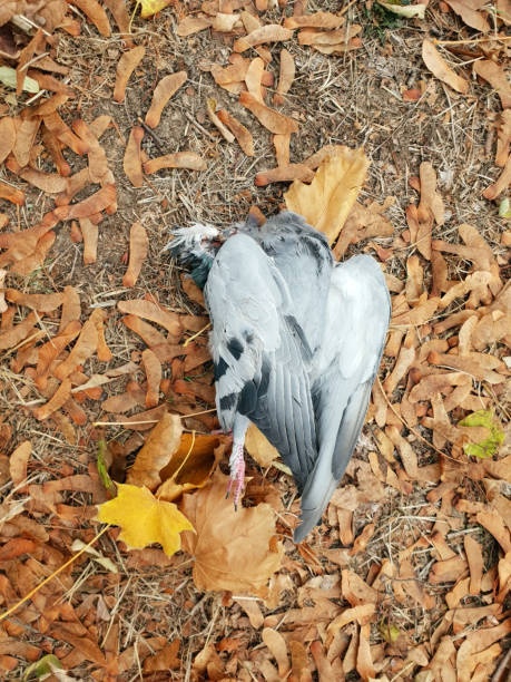 Dead Dove Bird Without A Head Stock Photo - Download Image Now - Animal, Animal Body, Animal Body Part - iStock Dead Dove Bird Without A Head Stock Photo - Download Image Now - Animal, Animal Body, Animal Body Part - iStock