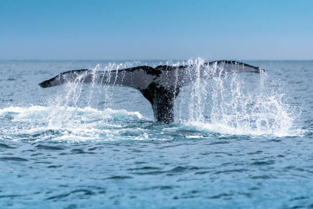 istock Humpback (Megaptera novaeangliae),Madagascar. St. Mary`s Island. 1067448212