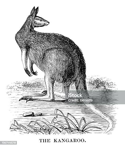 Kangaroo Stock Illustration - Download Image Now - Australia, Sketch, History