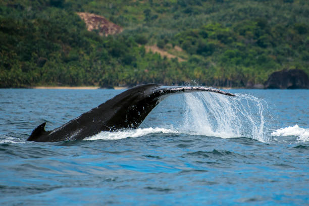 istock Humpback (Megaptera novaeangliae),Madagascar. St. Mary`s Island. 1067448432