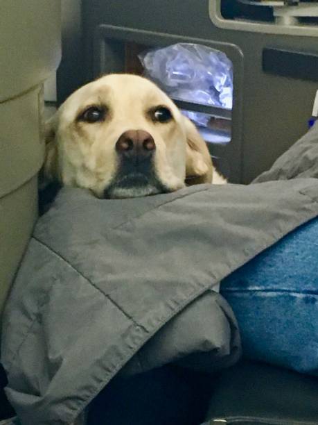 Labrador Plane First Class 90+ Service Animals Airplane Stock Photos, Pictures & Royalty-Free ...