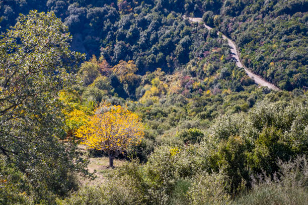 istock Rural road passing through the green hills covered with autumn forest 1067448654