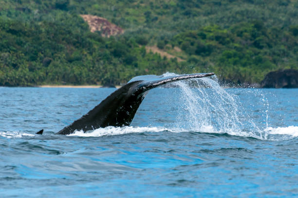 istock Humpback (Megaptera novaeangliae),Madagascar. St. Mary`s Island. 1067448726