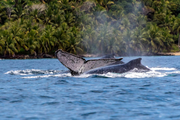 istock Humpback (Megaptera novaeangliae),Madagascar. St. Mary`s Island. 1067448914