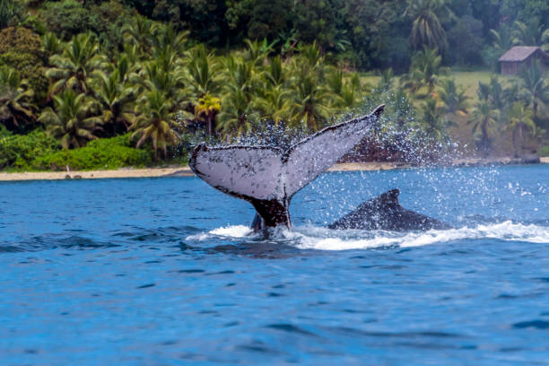 istock Humpback (Megaptera novaeangliae),Madagascar. St. Mary`s Island. 1067448942