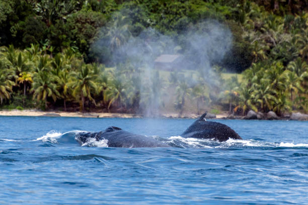 istock Humpback (Megaptera novaeangliae),Madagascar. St. Mary`s Island. 1067449098
