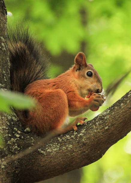 istock A wild red squirrel in their natural habitat the forest 1067449312