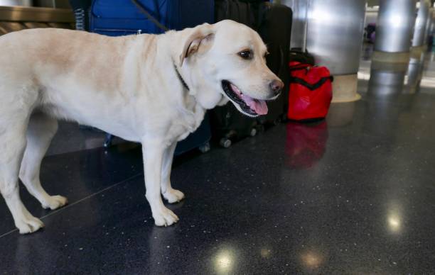 istock Labrador Retriever at Airport 1067449652