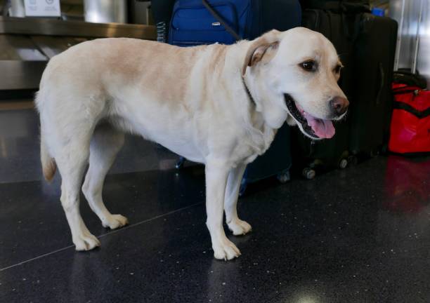 istock Labrador Retriever at Airport 1067449668