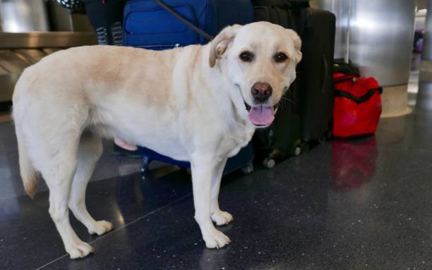 istock Labrador Retriever at Airport 1067449682