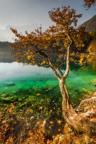 seul arbre automne sur le lac de fusine en italie - ecological reserve tree reflection land feature photos et images de collection