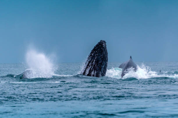 istock Humpback (Megaptera novaeangliae),Madagascar. St. Mary`s Island. 1067449954