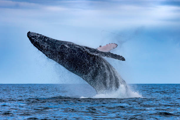 Humpback (Megaptera novaeangliae) .Whale jumping out of the water. Madagascar. St. Mary`s Island. Humpback (Megaptera novaeangliae) .Whale jumping out of the water. Madagascar. St. Mary`s Island. marys stock pictures, royalty-free photos & images