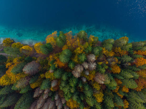 istock Colorful forest by lake side, aerial from above 1067452394