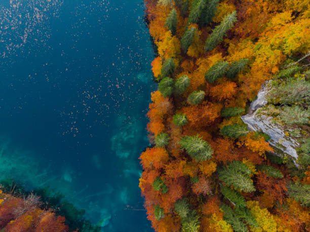 istock Magical autumn forest, top down aerial from above 1067452562