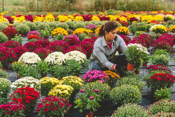 istock Florist working in flower field 1067453432