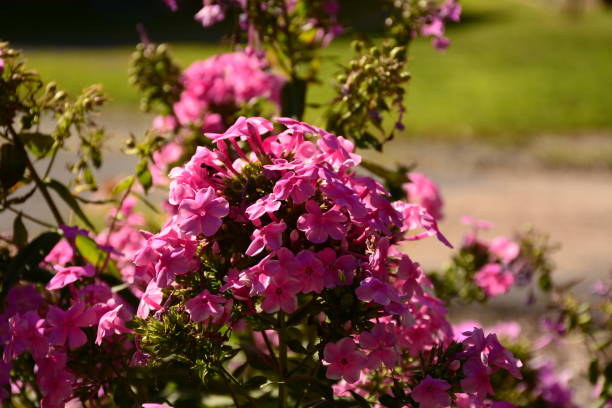 istock Summer flowers up at gettysburg 1067456568