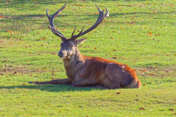 istock Red Deer stag laying down in the autumn sun 1067457198