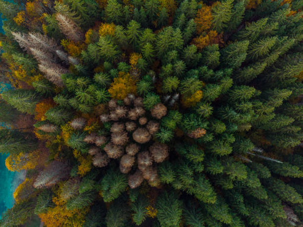 istock Top down aerial view over colorful forest 1067459292